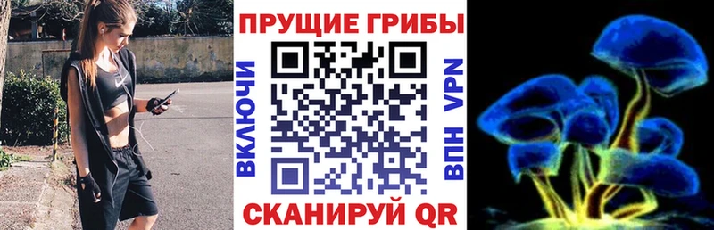 Псилоцибиновые грибы Cubensis Купить где Нефтегорск